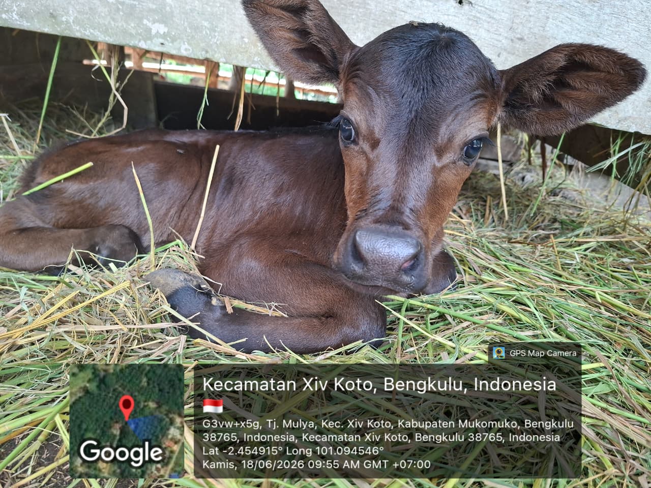 Monitoring kelahiran hasil IB dan pengambilan container kepada petugas untuk keperluan belanja kegiatan bidang peternakan serta monitoring pemanfaatan bantuan gudang pakan silase